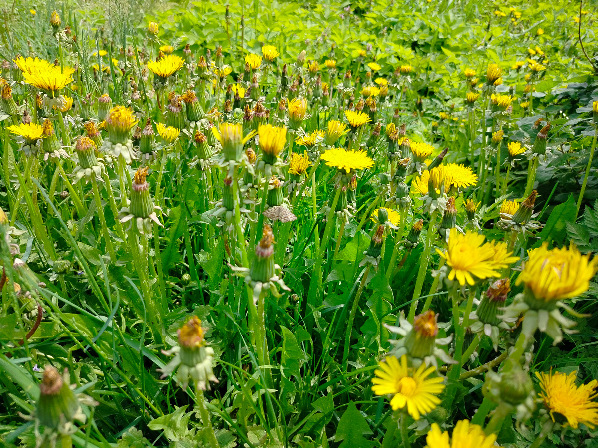 Одуванчиковая лужайка 2025