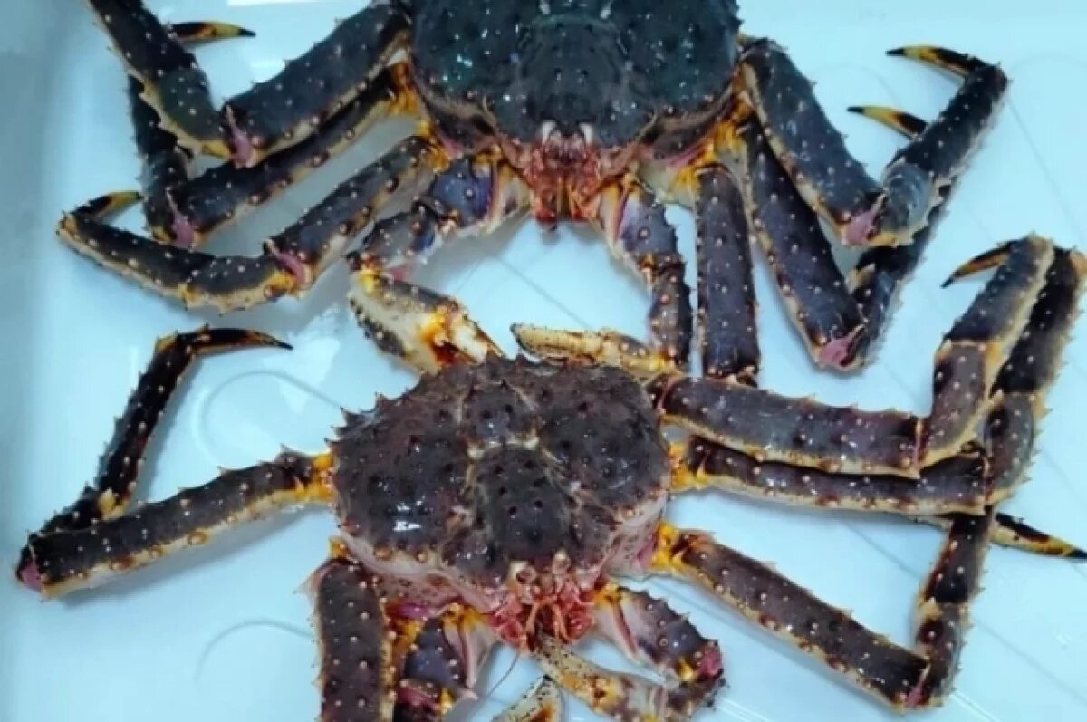    На Камчатке выловили 9 938 тонн краба с начала года