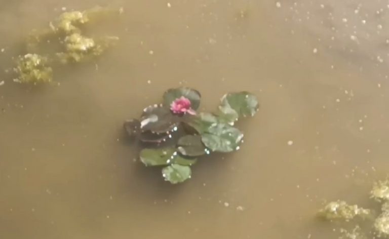    Разноцветные кувшинки появились около тропы здоровья в Оренбурге Оренбуржье