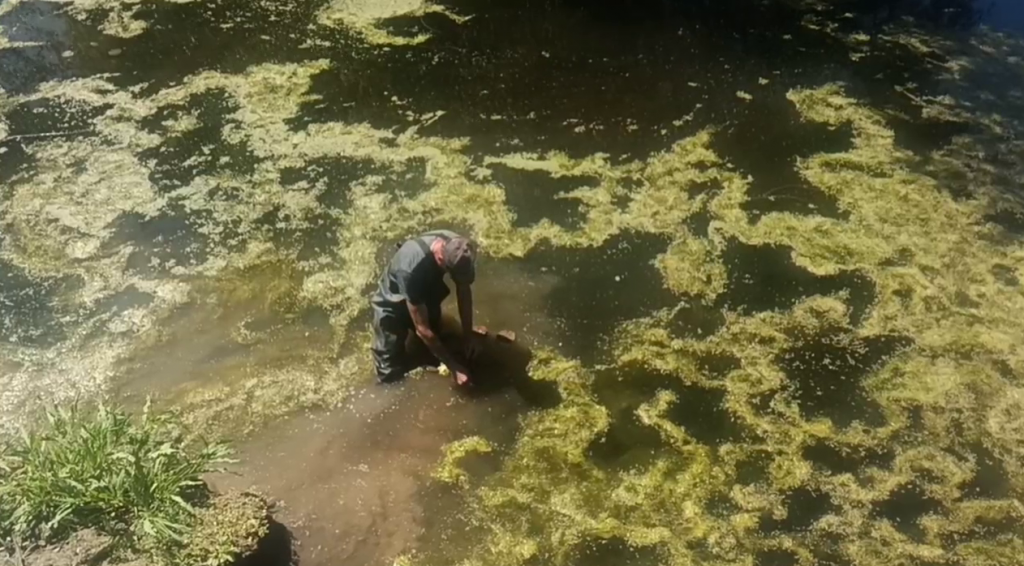    Разноцветные кувшинки появились около тропы здоровья в Оренбурге Оренбуржье