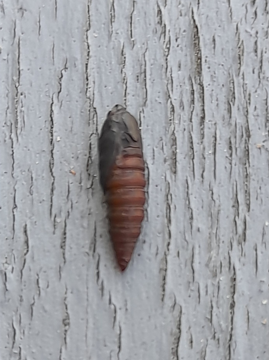 Куколка листовертки. Фото автора 