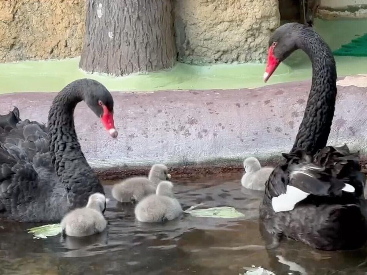    Черные лебеди с птенцами в Московском зоопарке. Кадр видео© Московский зоопарк