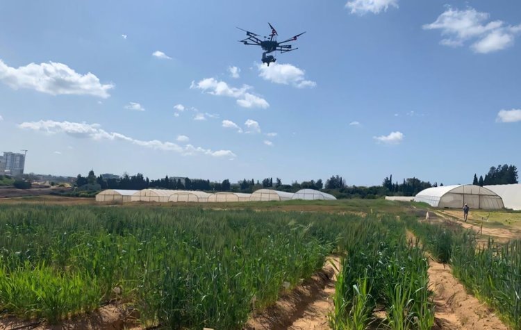    Дроны упрощают селекционерам создание засухоустойчивой пшеницы