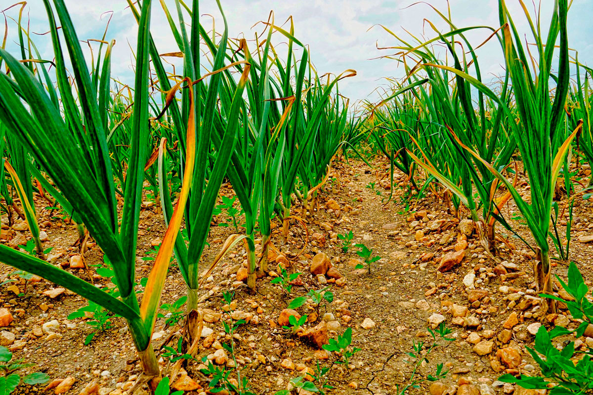    Фото: Schwoaze / Pixabay.com