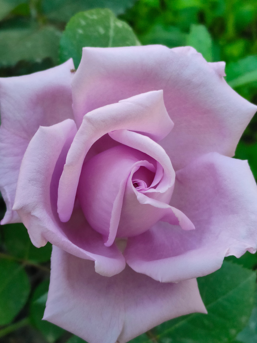 Эйфелева башня 