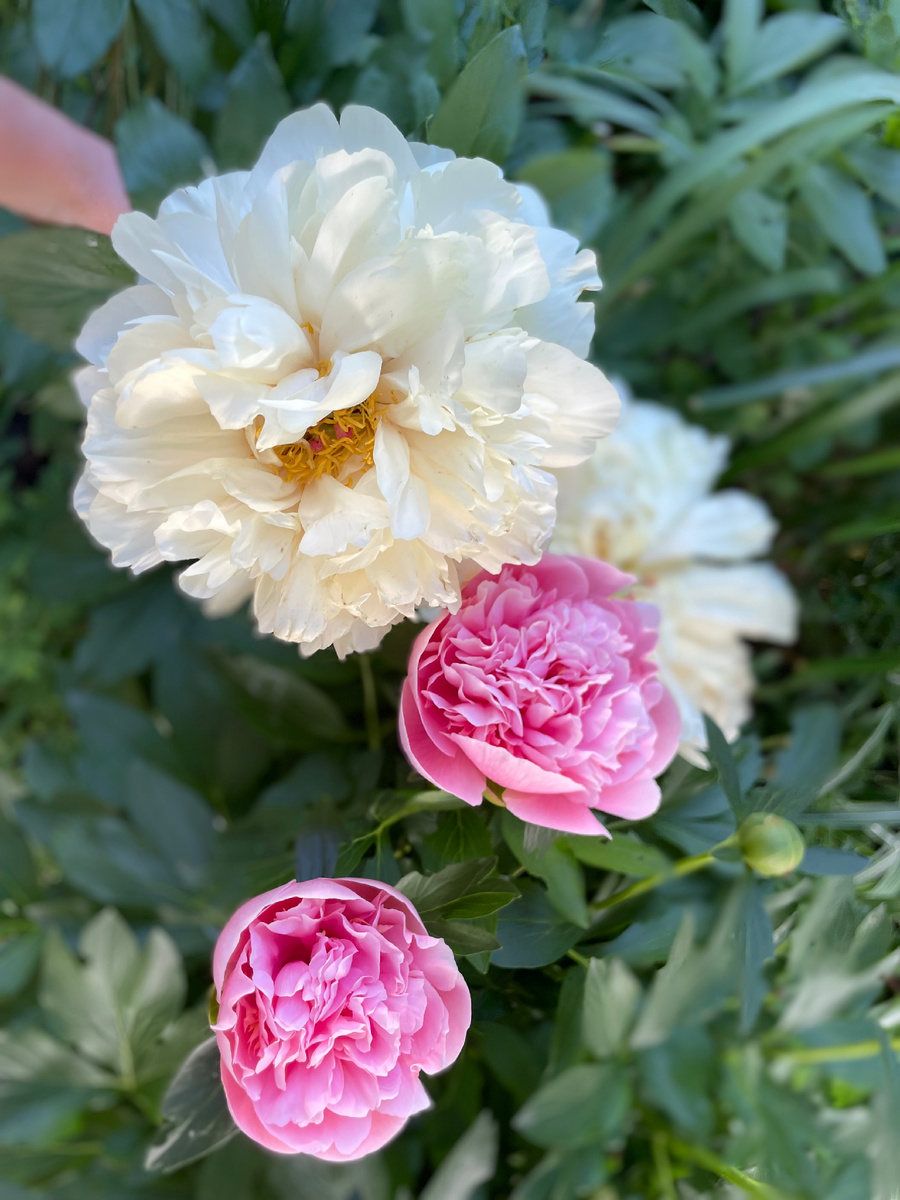 Pastelegance на излете, etched salmon на старте 