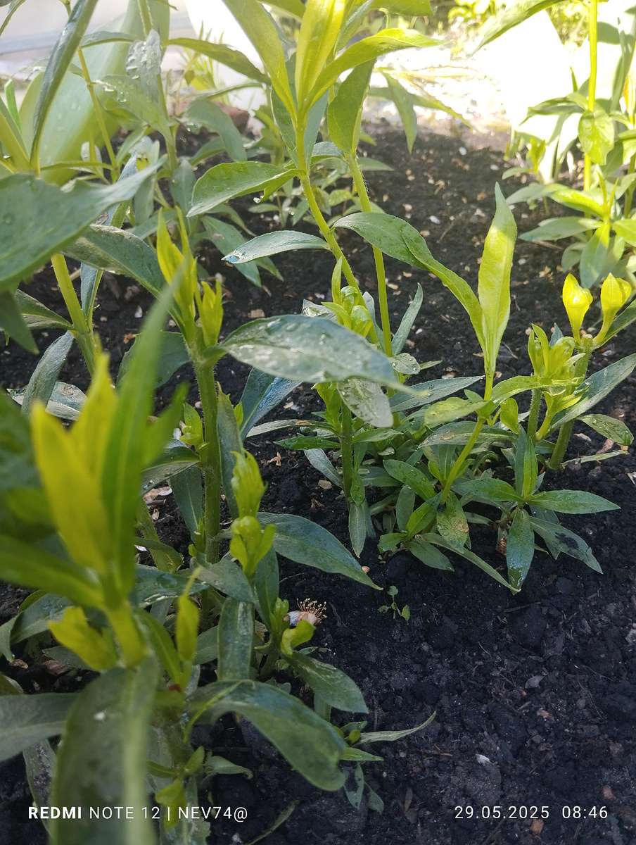 Сейчас боковые побеги уже отрастают