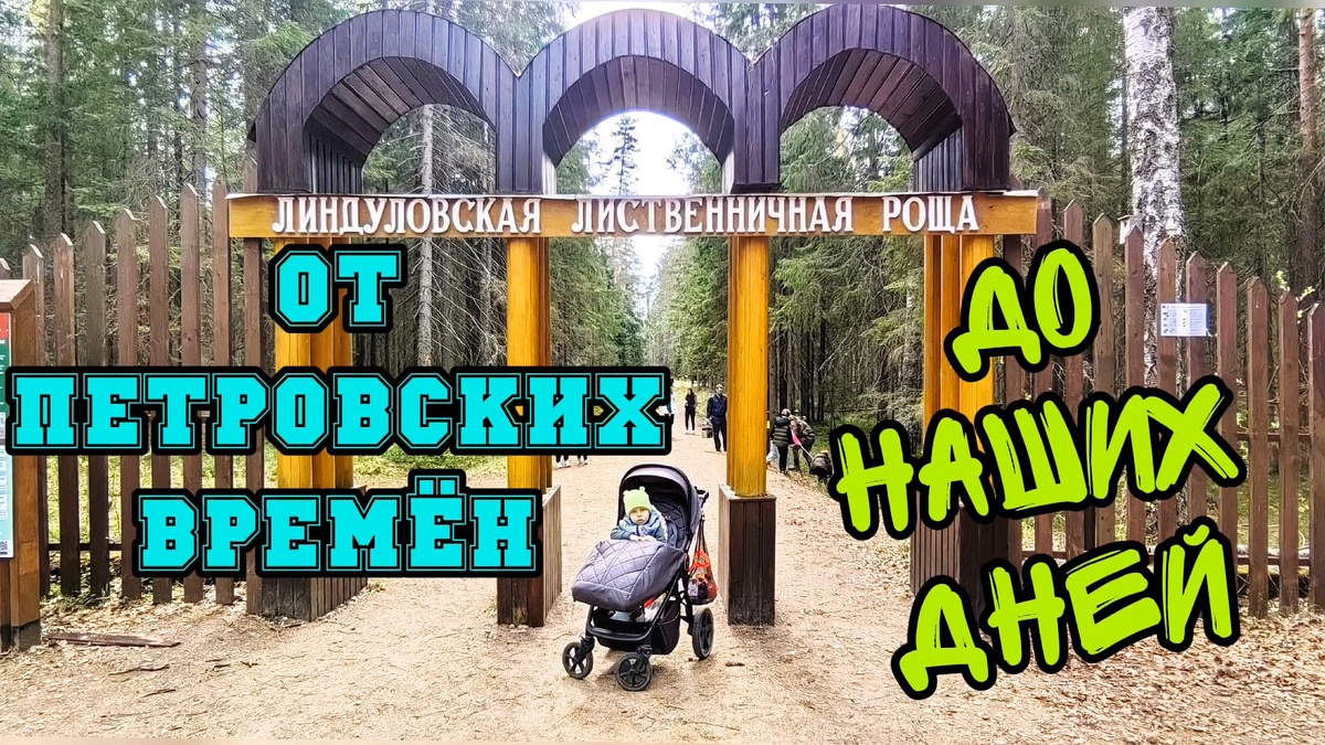 Линдуловская лиственничная роща. #заказник, #линдуловскаяроща, #красивое место