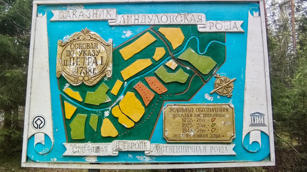 Заказник Линдуловская роща. #заказник, #лиственничнаяроща