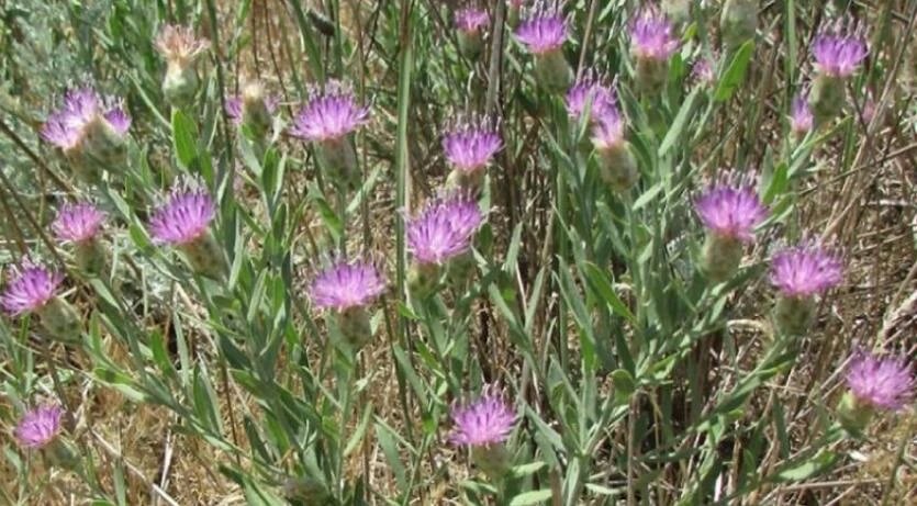 Фото: Уральское межрегиональное управление Россельхознадзора