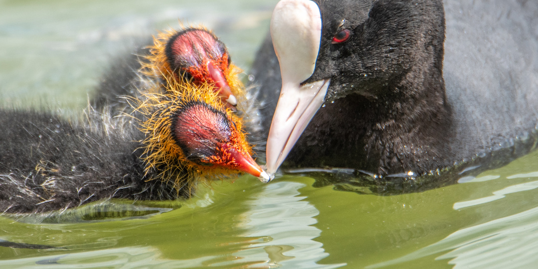 Лысухи, родительская забота.
