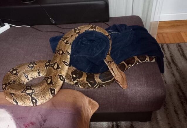    удав в доме у жительницы Новороссийска / t.me/alekseioderov