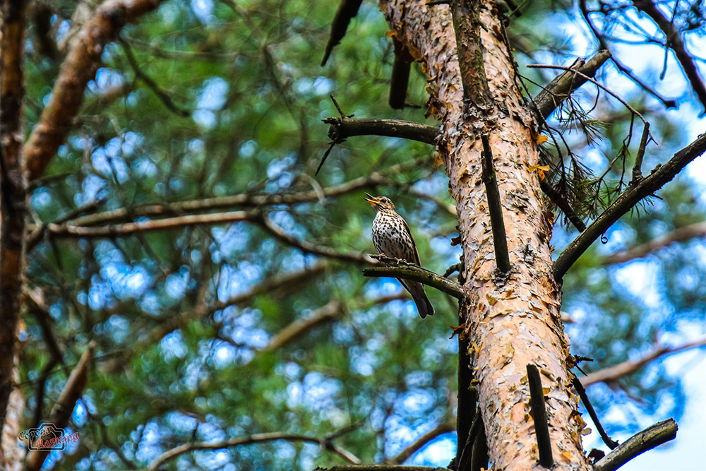Погода 29 мая в Твери: сухо, ясно, пожароопасно