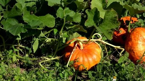 Тыквы на огороде.  Фото из открытых источников