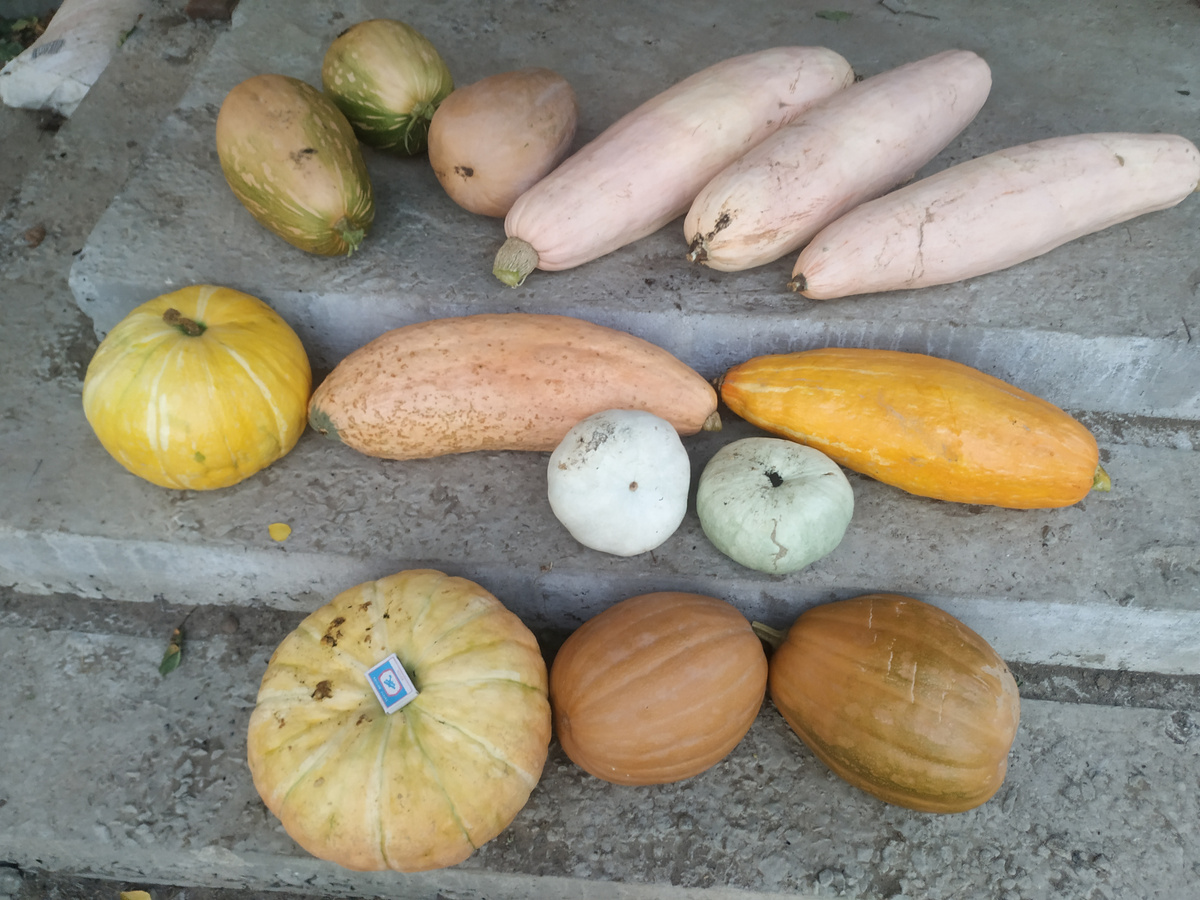 Часть  тыквенного урожая, в том числе на фото есть мускатные тыквы. Фото автора 