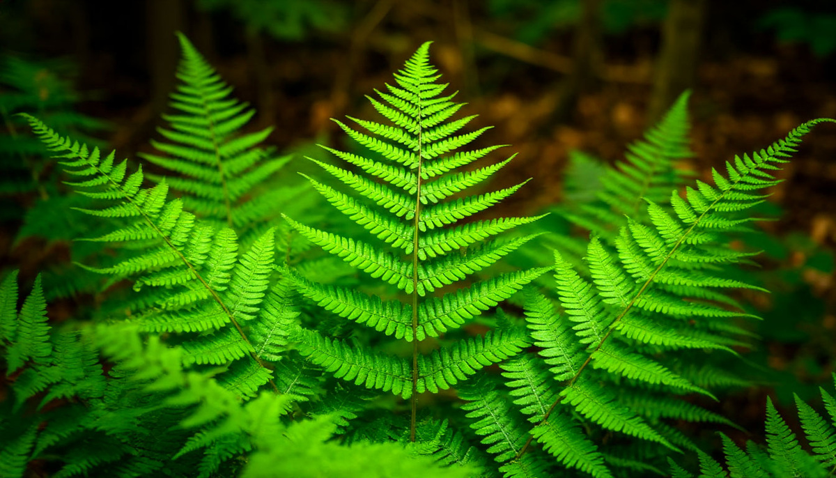 Растения для тенистых участков