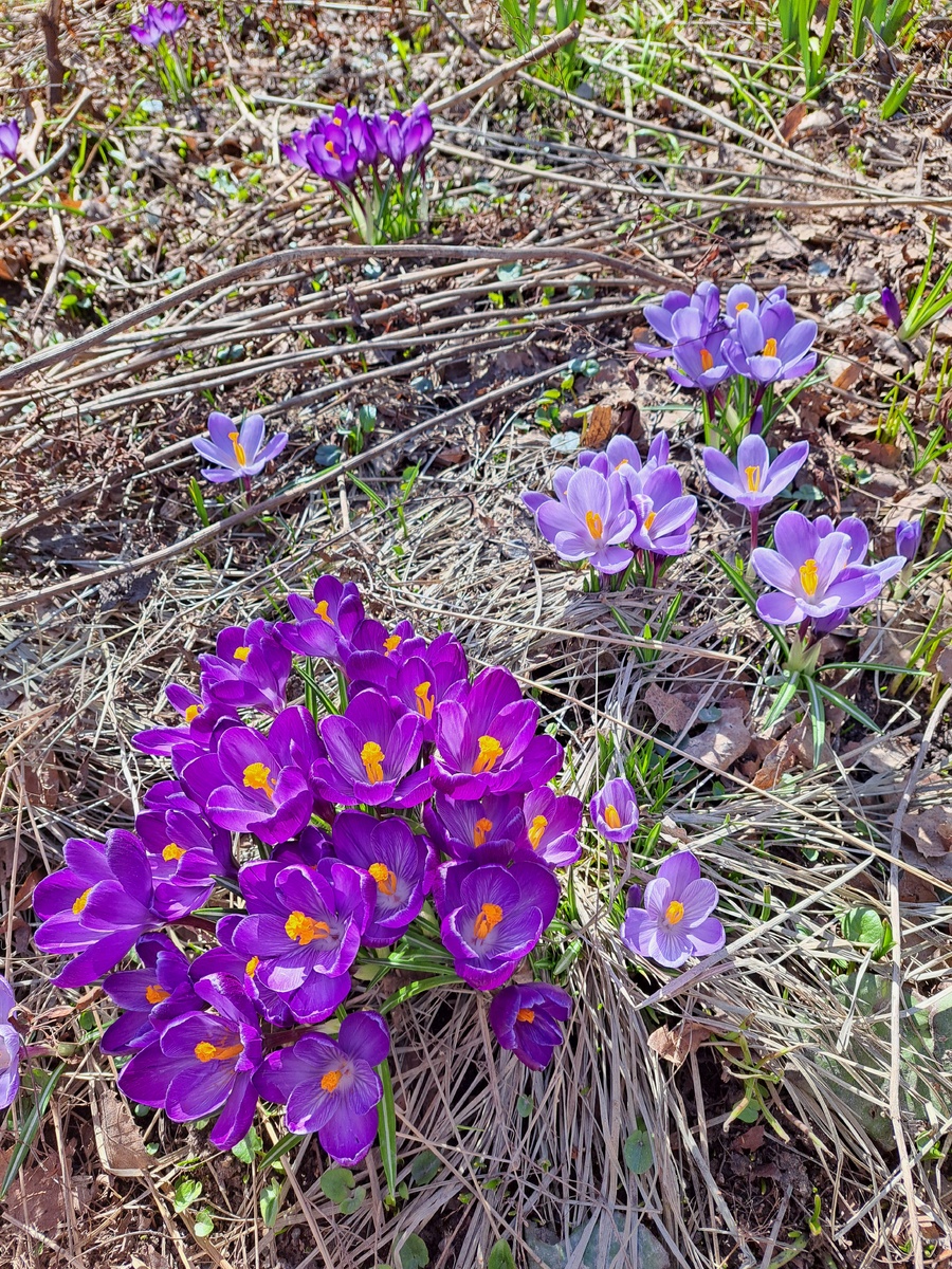 Первоцветы