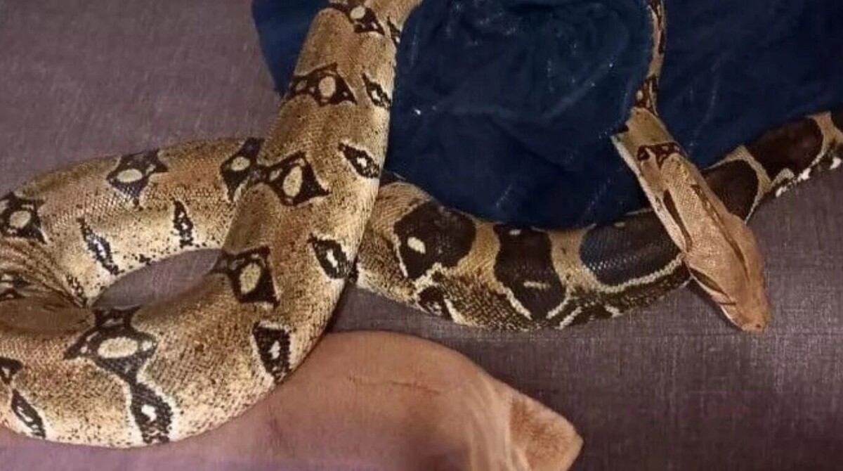     Автор: Телеграм-канал главы краевой «Службы спасения» Алексея Одерова