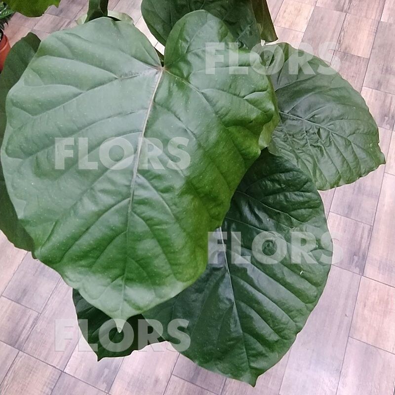 Листья огромные и мягкие наощупь