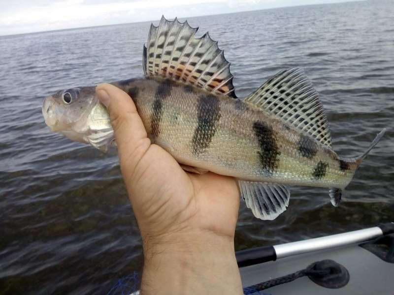 Берш меьше судаков по размерам, но это не влияет на его популярность.