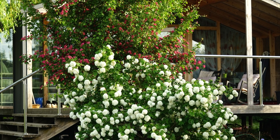 Что нового? Спросил Дзен.