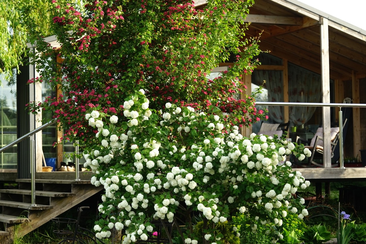 Боярышник Пауль Скарлет и Калина Бульденеж