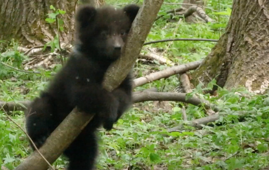   Фото: скрин видео АНО "«Центр спасения медвежат-сирот» Иван Фистин