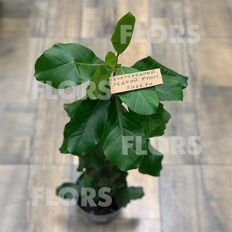 Фикус Натали Линн