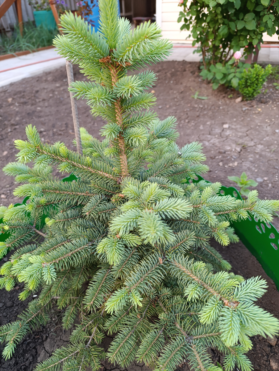 Голубая ёлочка 