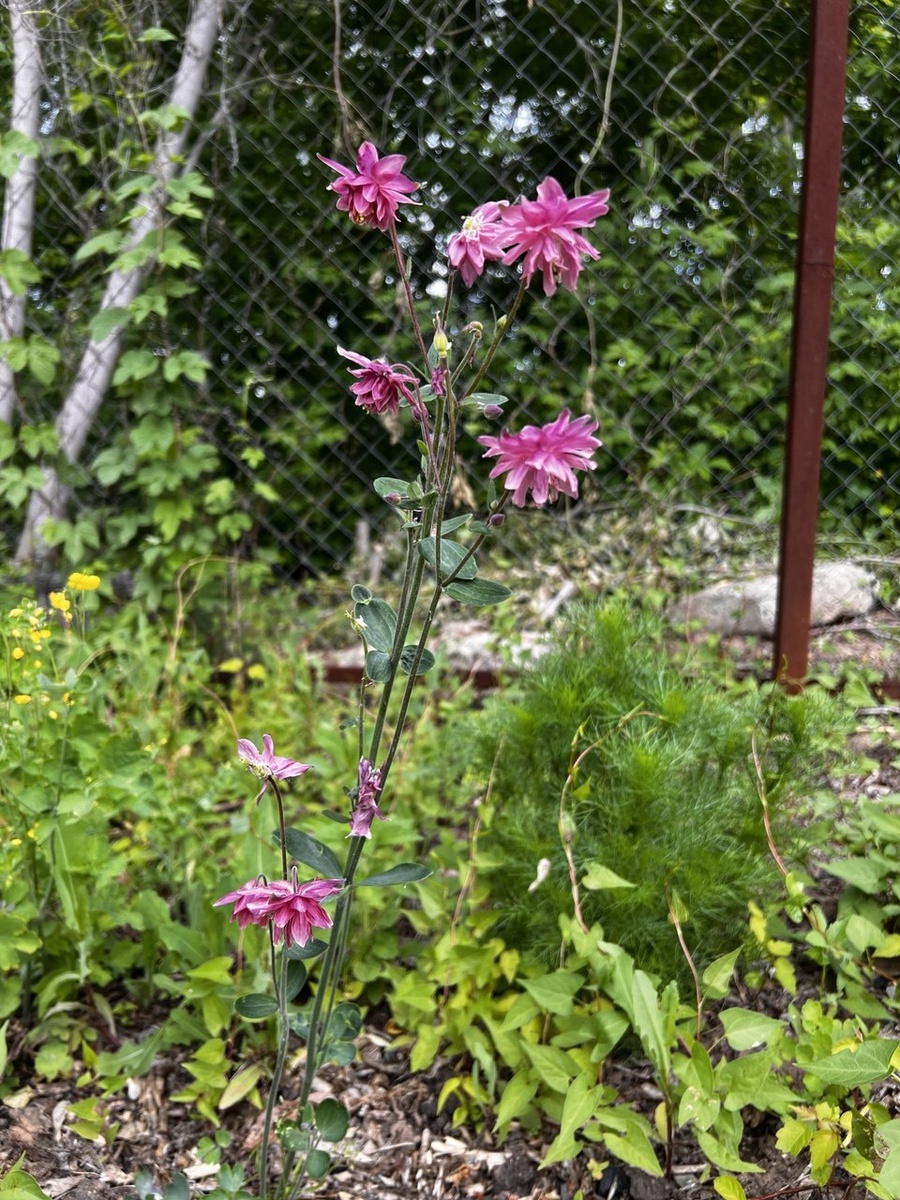 Вот такая аквилегия хорошенькая. Надеюсь в следующем году она еще разрастется
