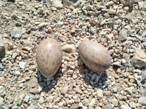    Фото: t.me/airportbaikal