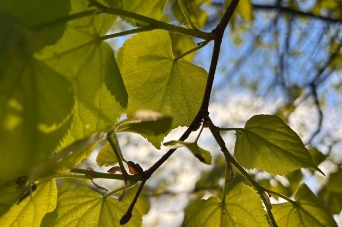    До +25 градусов прогреется воздух в Псковской области 29 мая
