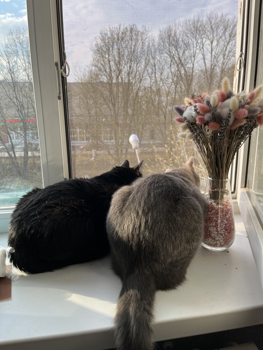 Чем вам не сюжет "Мурчащей весны" от Н. Юркевич?