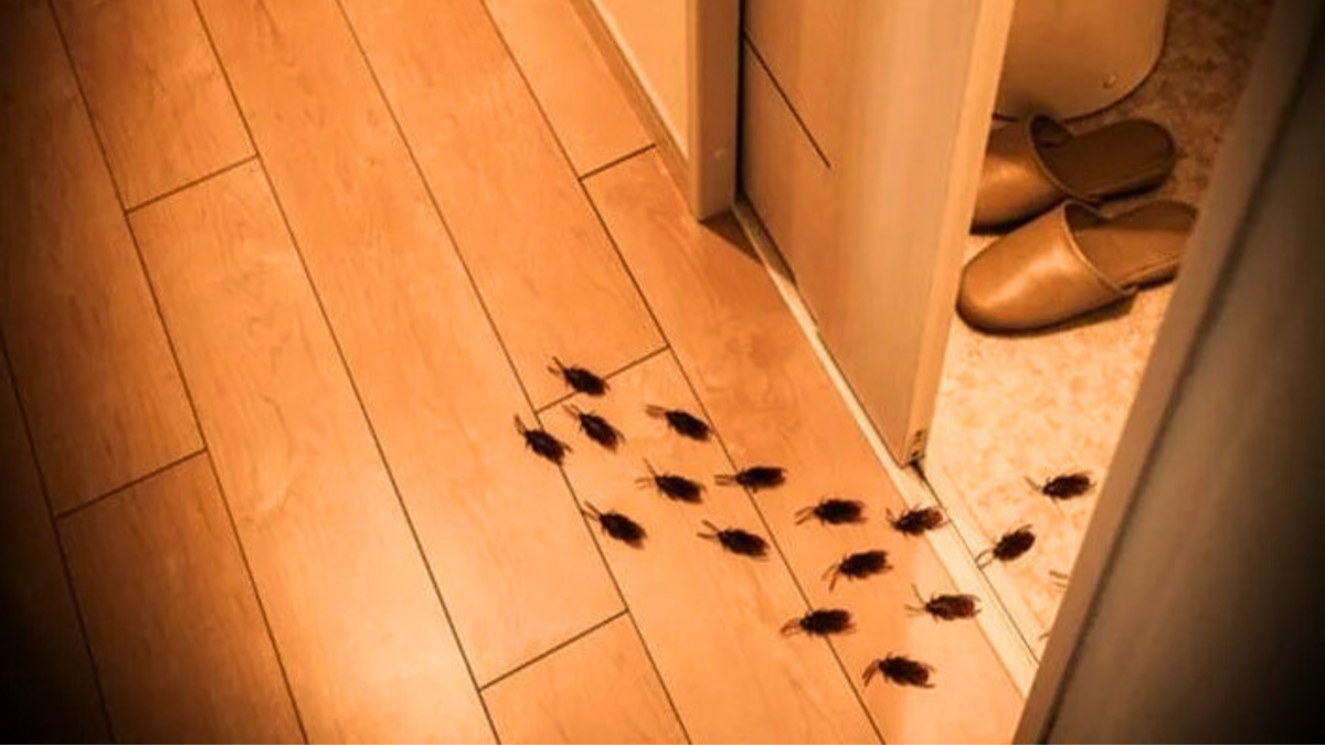 Tarakany postoyanno popadayut v kvartiru