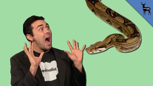 Большинство людей терпеть не может змей. Яндекс картинки. 