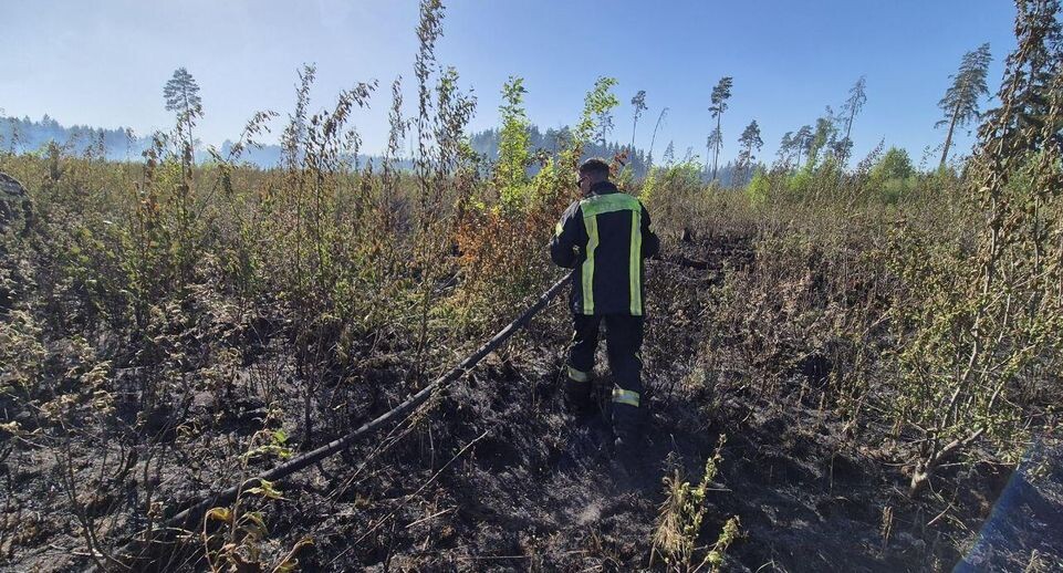    Комитет лесного хозяйства Московской области