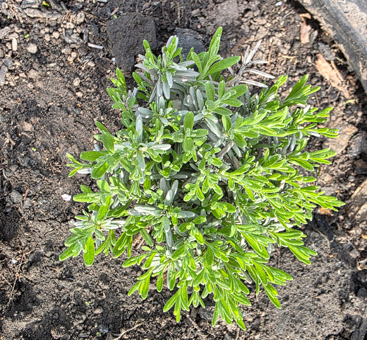 Пересадили лаванду, ждём, что порадует своей небесной красотой