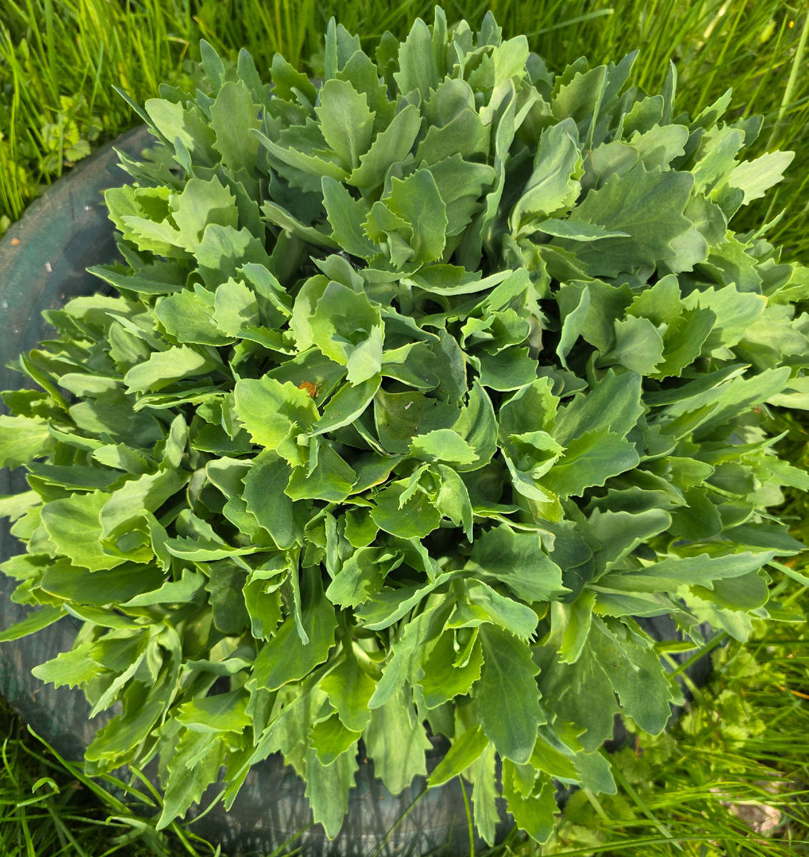 Очиток растёт, как на дрожжах 