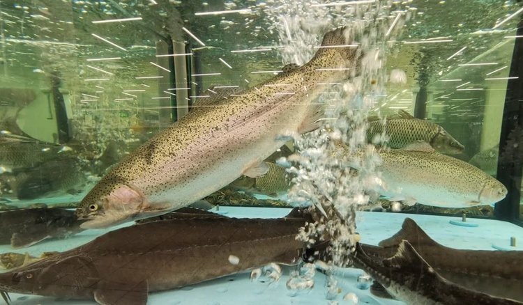    Аквакультура на основе микроводорослей обещает стать концепцией будущего