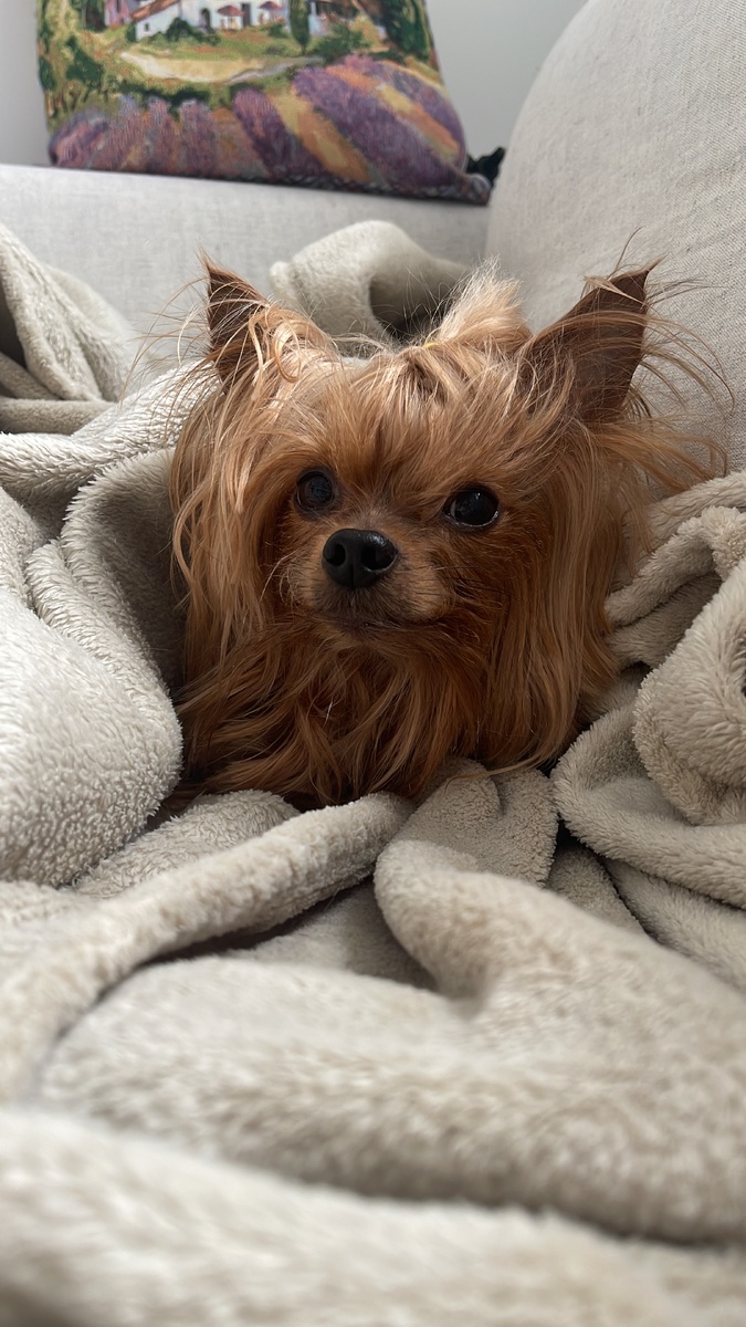 Он погиб после стрижки в зоосалоне «Милана» (Апрелевка, ТиНАО). Его звали Никушка и ему было 8 лет.