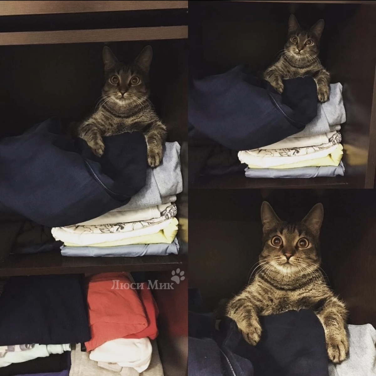 Люсиша на своей любимой полке со штанами
