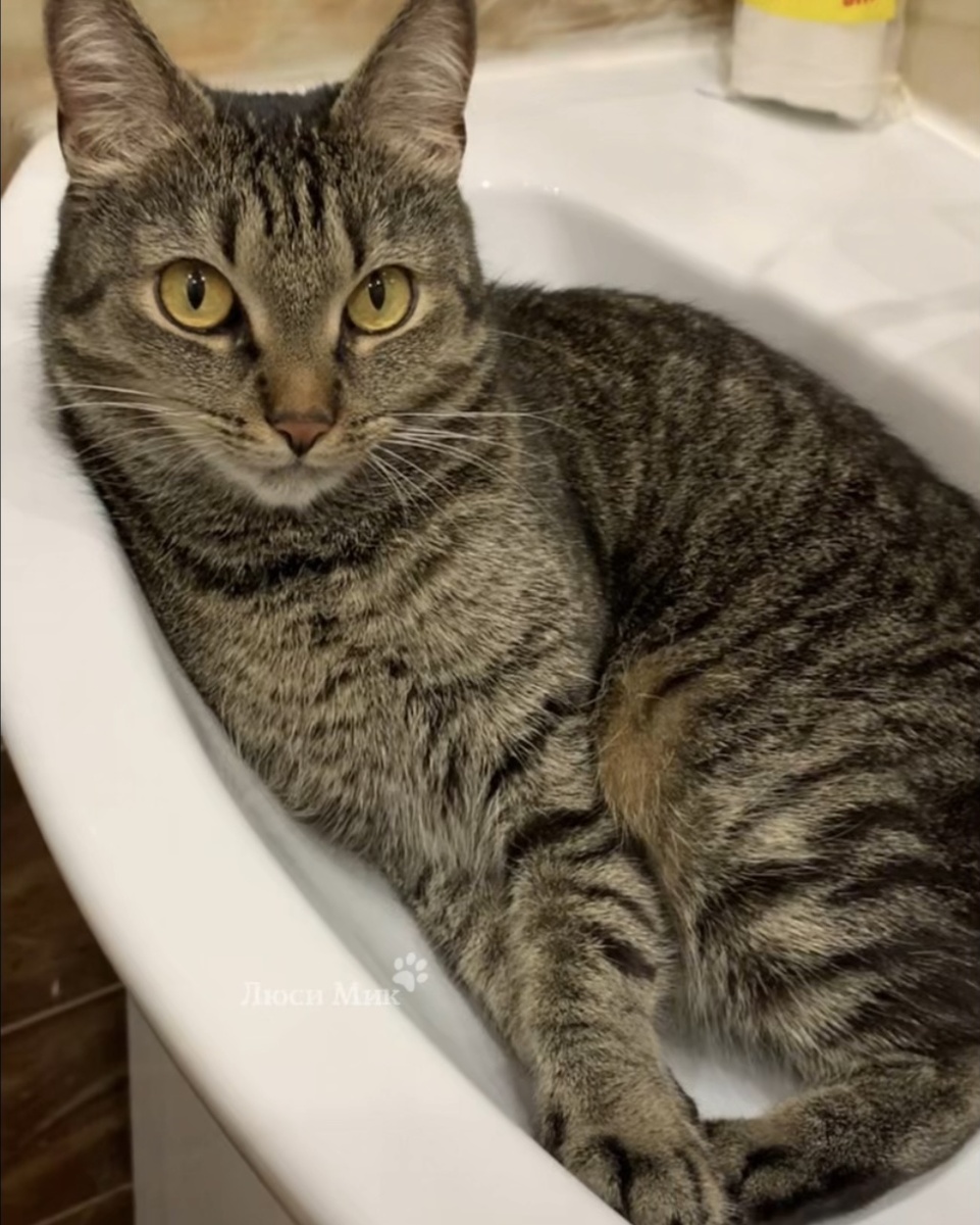 Раковина, это отдельная любовь Люси 