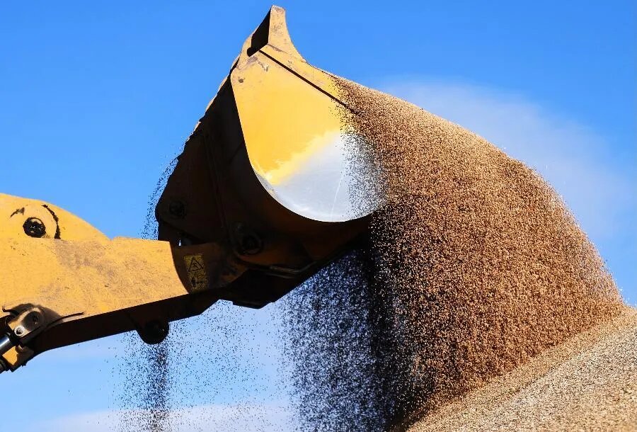 Не умаляя значения гороха, рапса, сои и прочих бобовых, масличных сельхозкультур, главным на рынке растениеводческой продукции России было и останется зерно пшеницы и ее собратьев по семейству злаковых./ФОТО Кирилла КУХМАРЯ/ТАСС