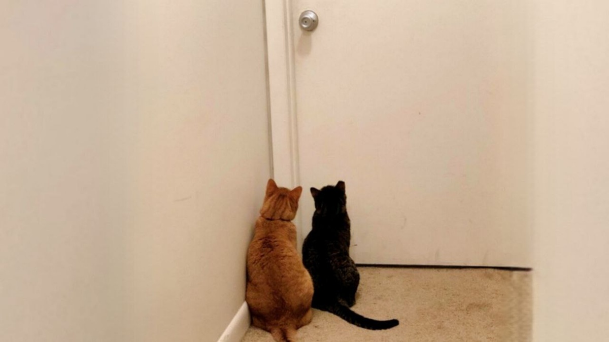 Мы фигни не предложим...открывай, давай!