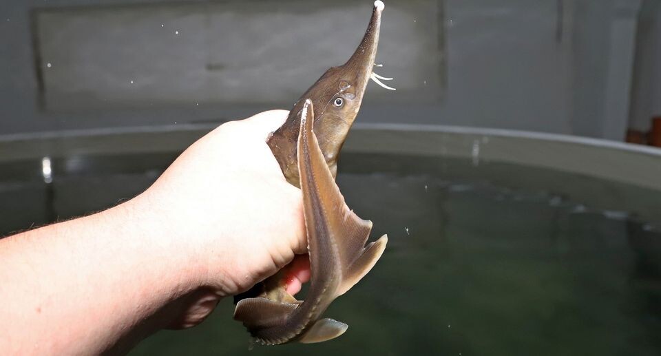    Пресс-служба министерства сельского хозяйства и продовольствия Московской области