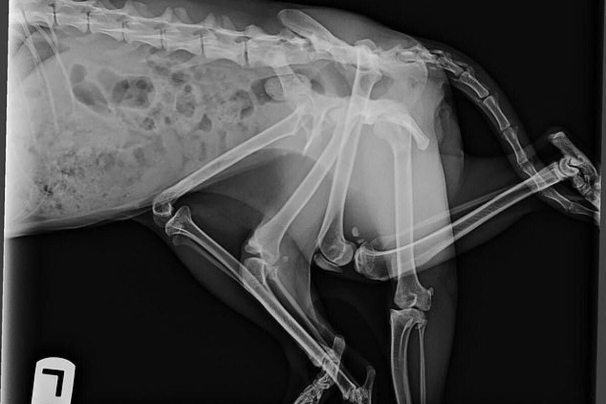 Снимок Битси. Фото: Furget Me Not Animal Rescue in Edmonton