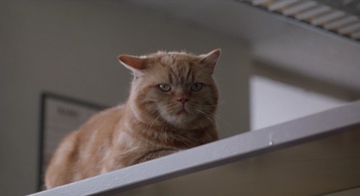 Не зря один из признаков смерти называется «кошачий глаз». Видимо, неспроста в фильмах об убийцах так часто фигурируют пушистые коты. 