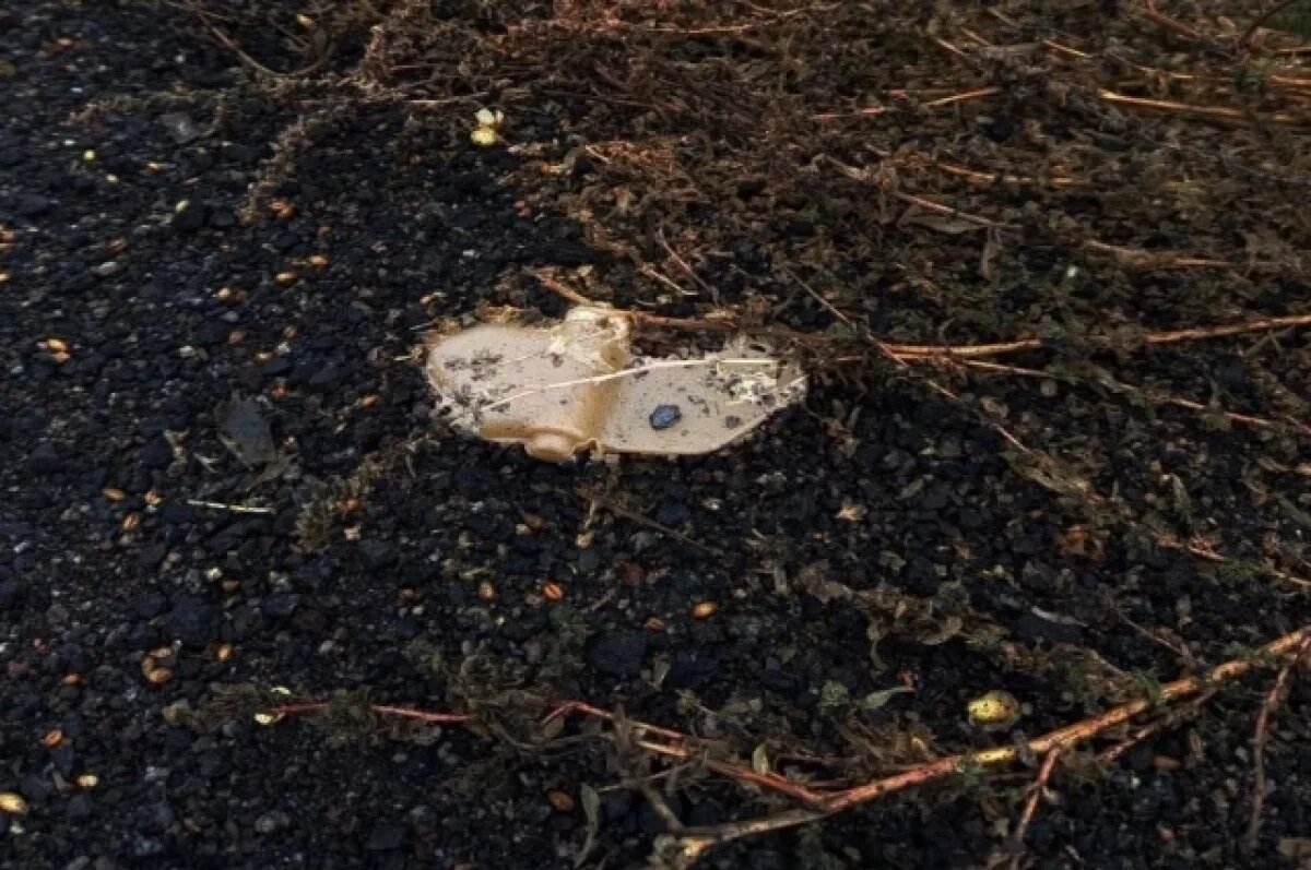    Бойцы «БАРС-Белгород» исследуют приграничье на наличие мин