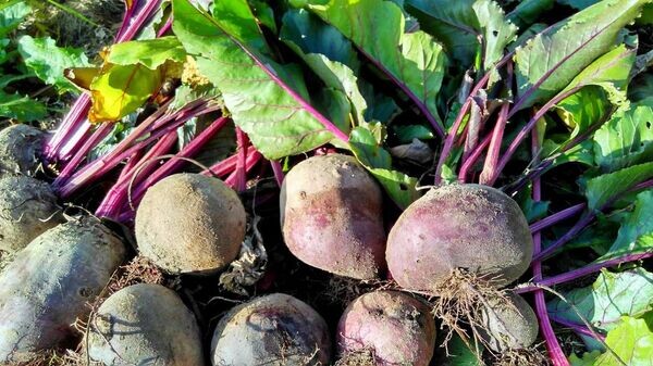    © Sputnik / Ларыса Мятлеўская