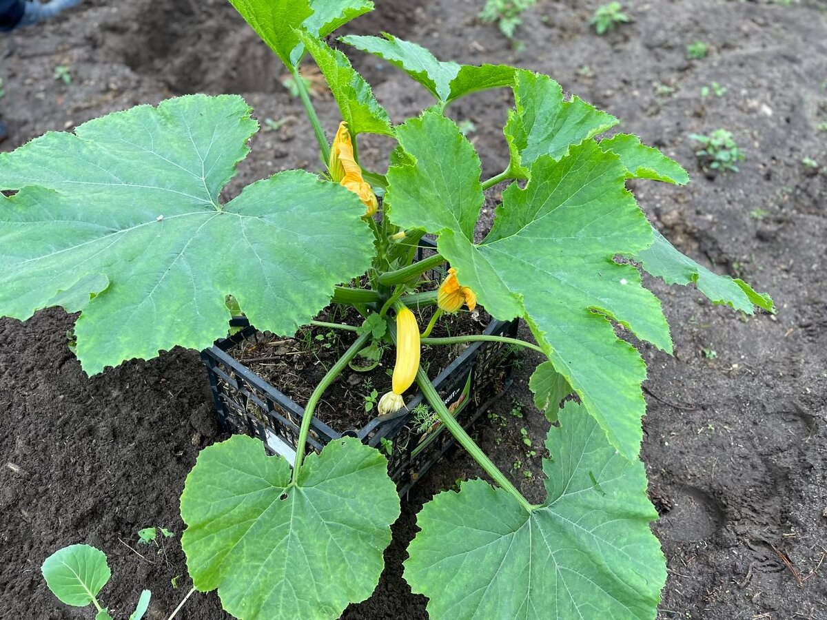 Рассада кабачка. 28.05.25. Фото автора